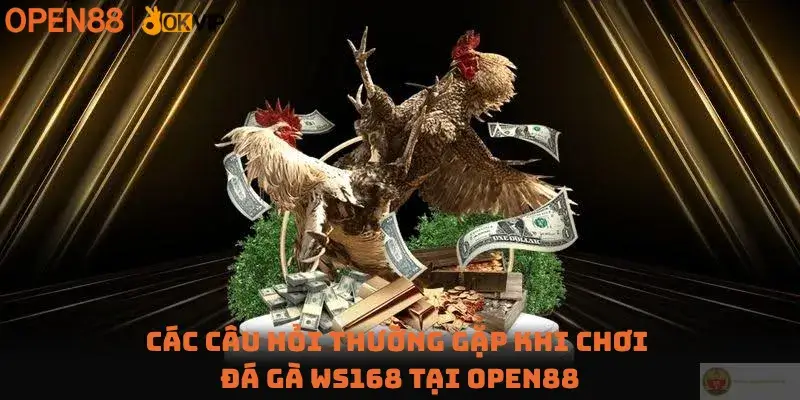 Các câu hỏi thường gặp khi chơi Đá gà WS168 tại Open88